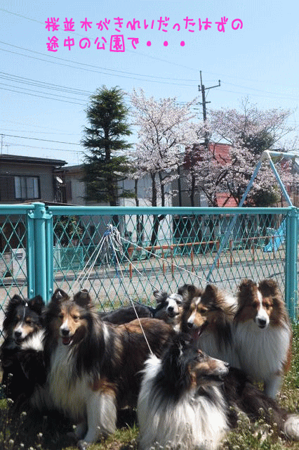 f0098313_21442429.gif