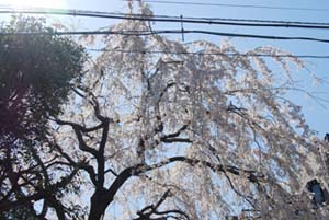 a0031714_182258.jpg