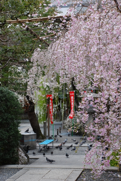 桜　－　六角堂_a0114714_2254626.jpg