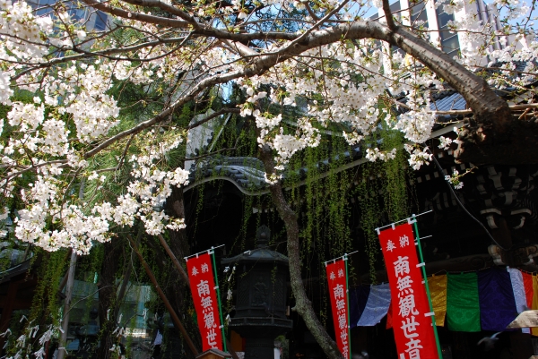 桜　－　六角堂_a0114714_225538.jpg