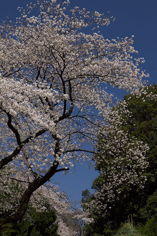 満開の東京の桜_b0010915_234578.jpg