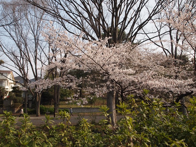 Cherry Blossom 2012_b0207615_21531884.jpg