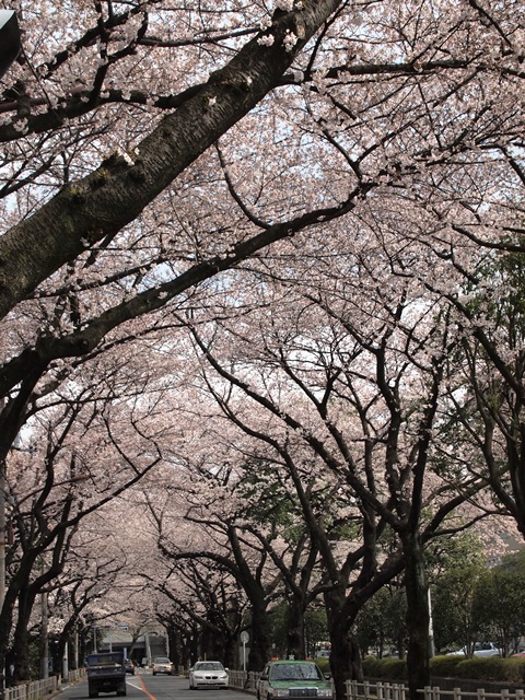Cherry Blossom 2012_b0207615_2213037.jpg