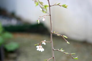 2012 しだれ桜プロジェクト　【4月8日】_c0170415_6275943.jpg