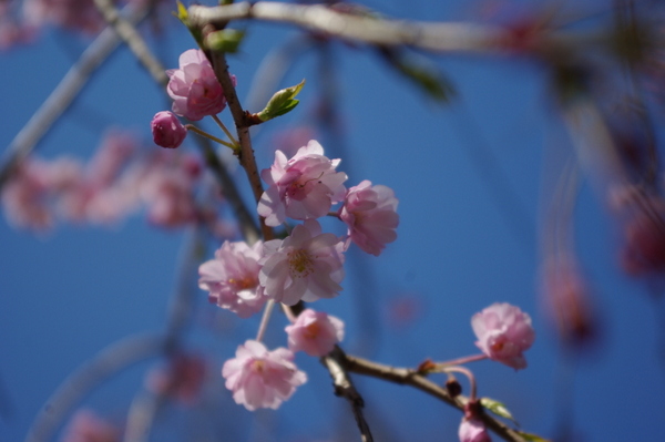 桜が咲いた♪　お花見だ～い♪_d0013316_2323317.jpg