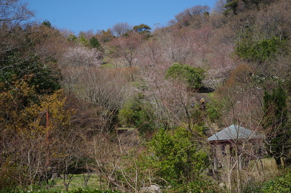 桜が咲いた♪　お花見だ～い♪_d0013316_23233217.jpg