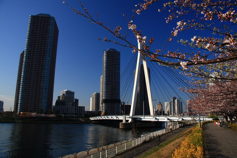東京はサクラが満開です　その２_e0143416_639495.jpg