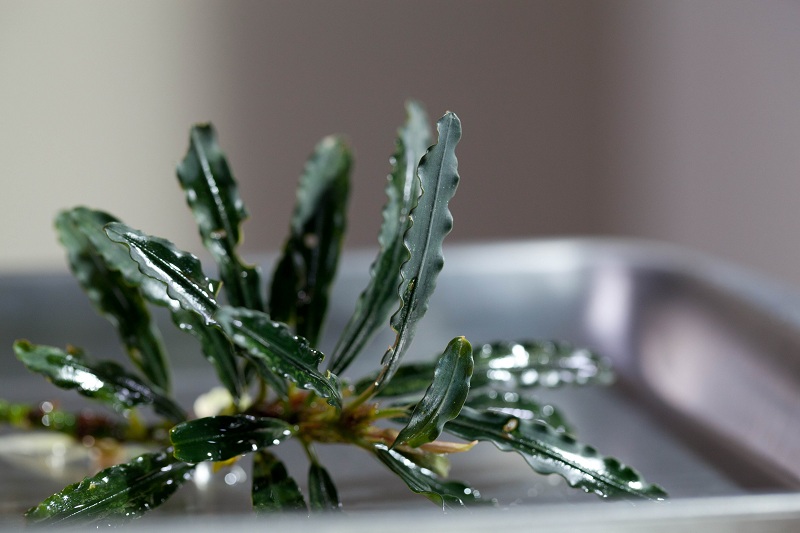 Bucephalandra sp. 