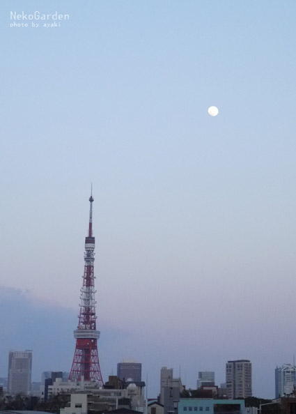 d0164118_21184330.jpg