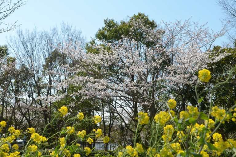 乱れ雲の広がる朝_e0119218_7172515.jpg