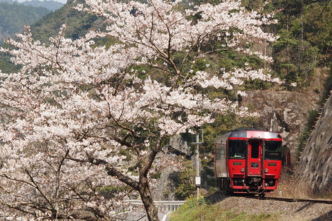 桜とSLを追いかけろ #2_b0230319_0385378.jpg