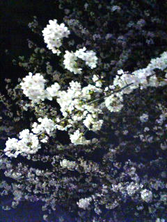 大阪神戸ライヴ〜東京へ〜近所の桜。_a0168922_222717.jpg