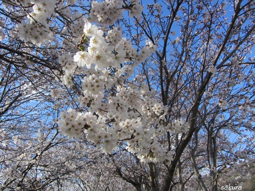 *桜*_d0250822_18114216.jpg