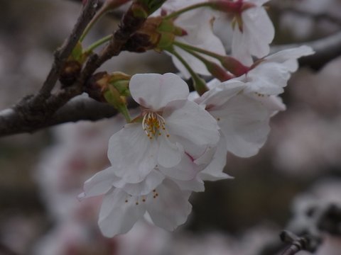 大岡川　桜_e0176922_19151933.jpg