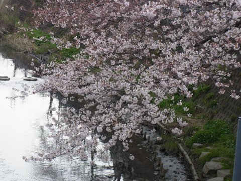 大岡川　桜_e0176922_1942034.jpg