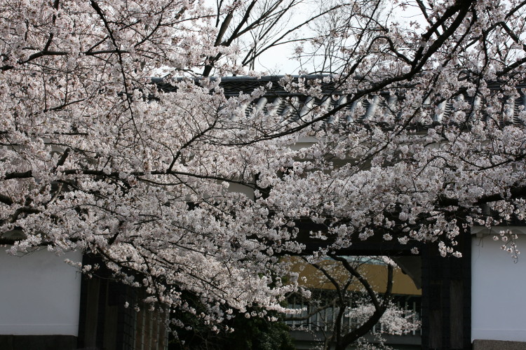 桜　2012　千鳥が淵_d0165723_072422.jpg