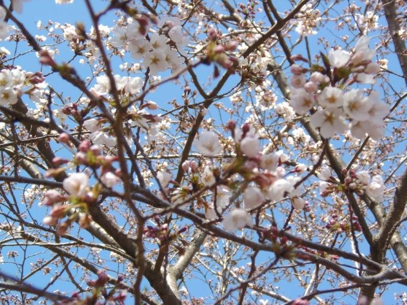 花人は　浮かれと草臥れ　連れてくる　　　_a0166324_18164416.jpg