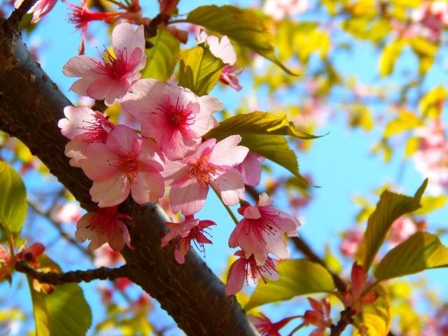 花人は　浮かれと草臥れ　連れてくる　　　_a0166324_19113437.jpg