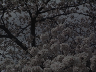 王子ちゃんの桜。_f0032125_22413412.jpg