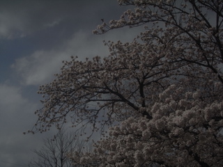 王子ちゃんの桜。_f0032125_22414317.jpg