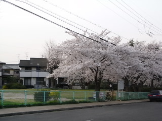 王子ちゃんの桜。_f0032125_22442852.jpg