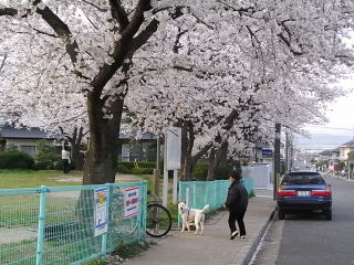 王子ちゃんの桜。_f0032125_22451872.jpg