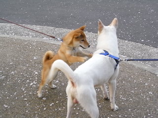 王子ちゃんの桜。_f0032125_22471655.jpg