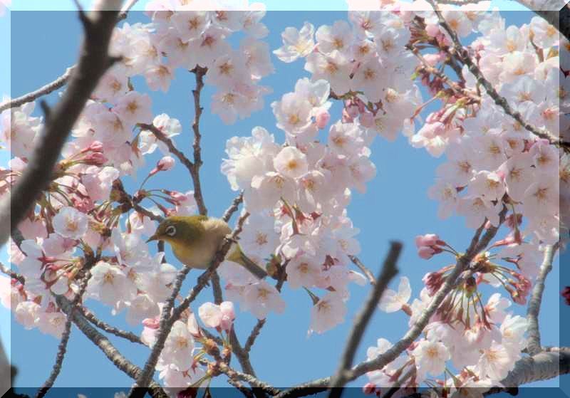 桜と鳥さん_f0100825_2364116.jpg