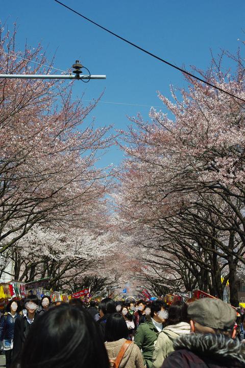 桜まつり_c0245228_16191061.jpg