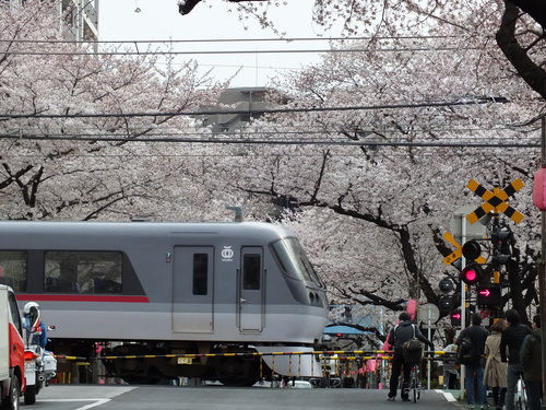 新青梅街道〜中野通り 桜巡り_d0242629_0135173.jpg