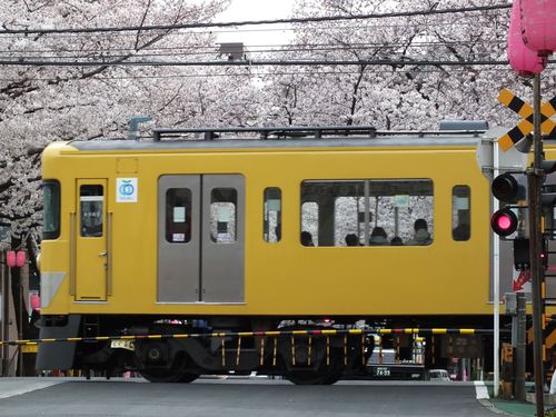 新青梅街道〜中野通り 桜巡り_d0242629_0225658.jpg