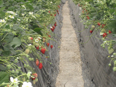 e0275929_1744127.jpg