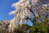 c0051032_2335166.jpg