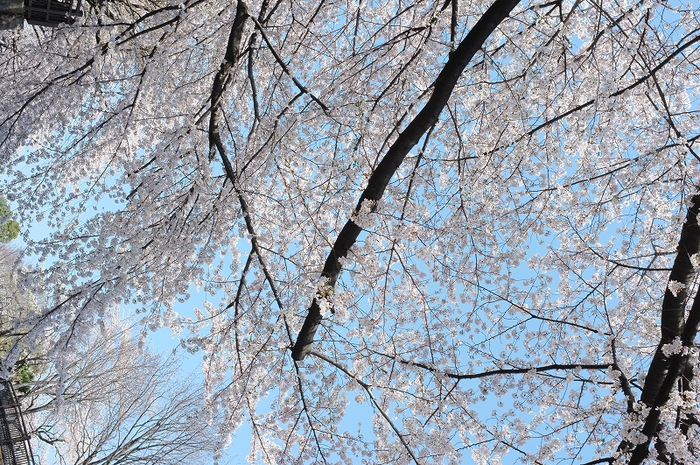 お花見メニュー_f0050534_2346370.jpg