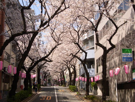 花見　　　　　A cherry blossom-viewing_b0029036_16282078.jpg