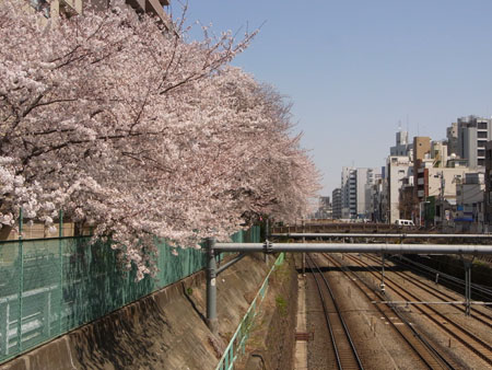 花見　　　　　A cherry blossom-viewing_b0029036_16314342.jpg