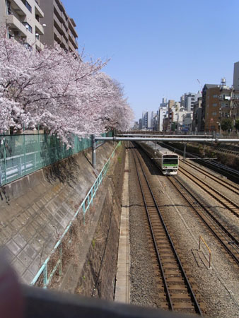 花見　　　　　A cherry blossom-viewing_b0029036_1632973.jpg