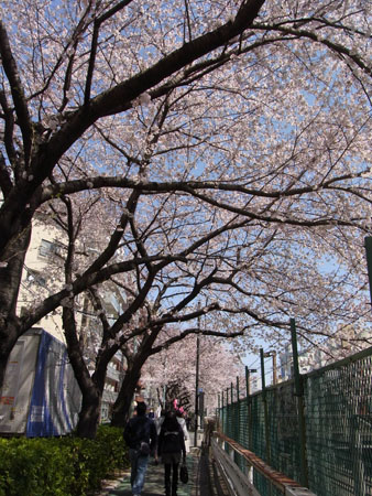 花見　　　　　A cherry blossom-viewing_b0029036_16344115.jpg