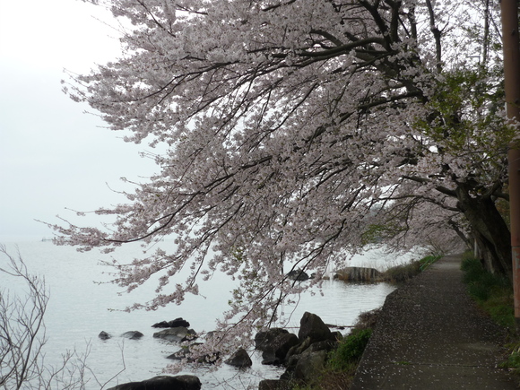 花祭り。。○*_a0173239_18141154.jpg