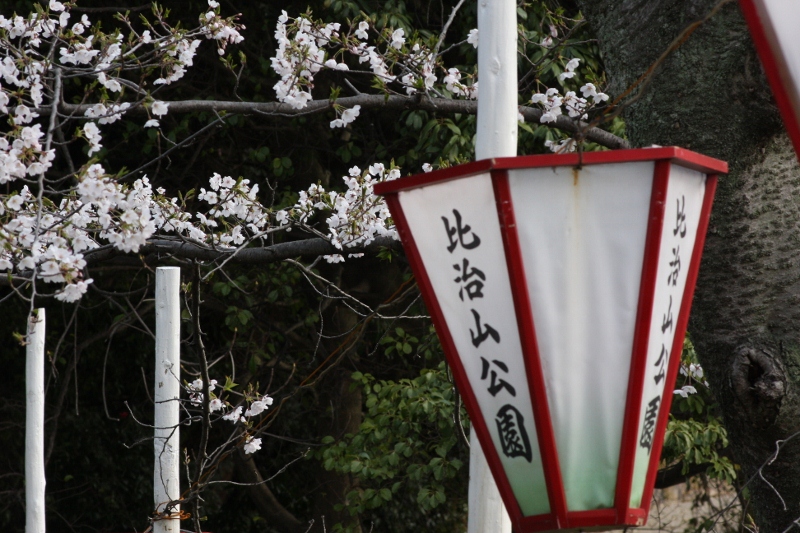 比治山公園のサクラ_b0190540_2210083.jpg