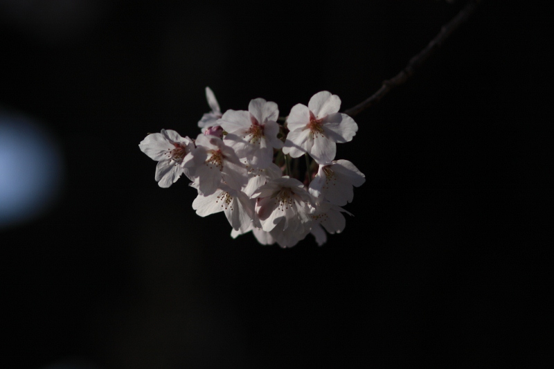 比治山公園のサクラ_b0190540_22101524.jpg