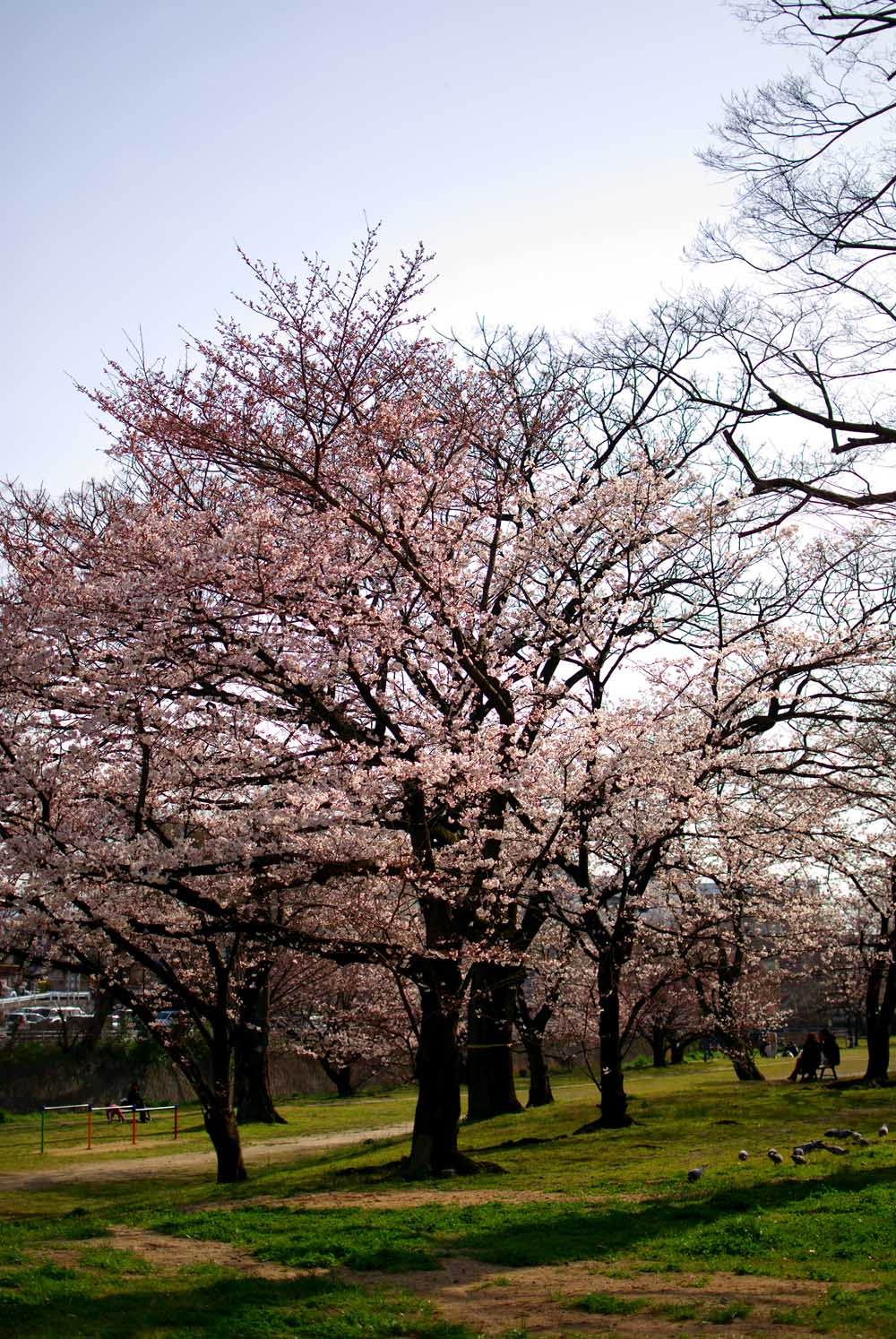 ちょっと前の桜たち　その２_e0053740_1937468.jpg