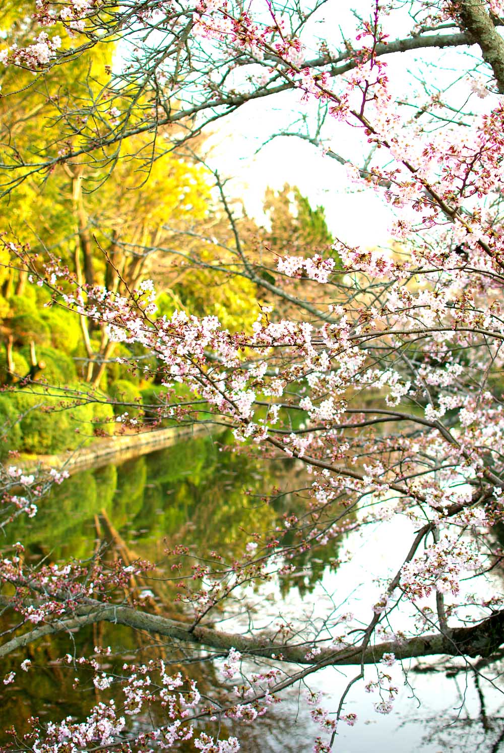 ちょっと前の桜たち　その２_e0053740_19385326.jpg