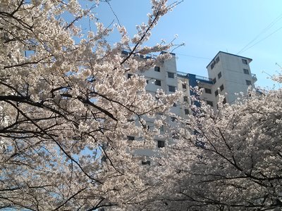 満開の桜の木の下で_e0228240_213181.jpg