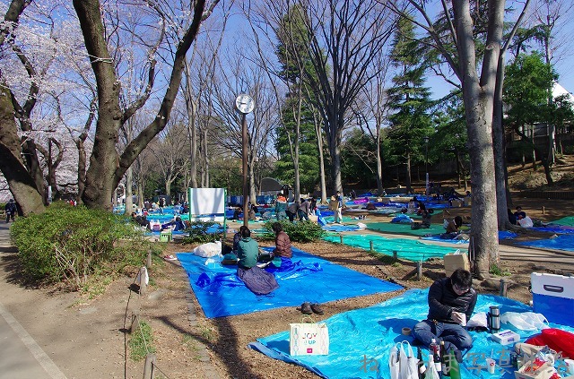 井の頭公園さくら報告(7)・・・サクラ満開！絶好調！_a0009142_9235525.jpg