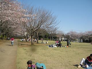 桜が開花です。_a0139242_1615370.jpg