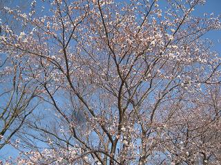 桜が開花です。_a0139242_16171956.jpg