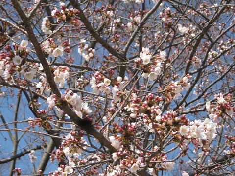 桜が開花です。_a0139242_16185598.jpg
