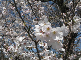 a0198542_20515442.jpg