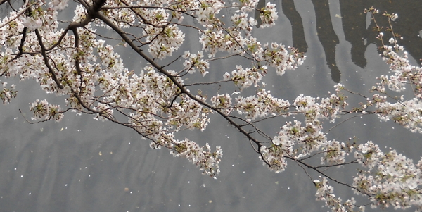 ことしも目黒川の桜_d0027243_7434989.jpg